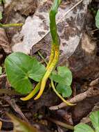 Image of Puccinia liliacearum Duby 1830