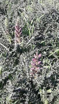 Image of Acanthus syriacus Boiss.