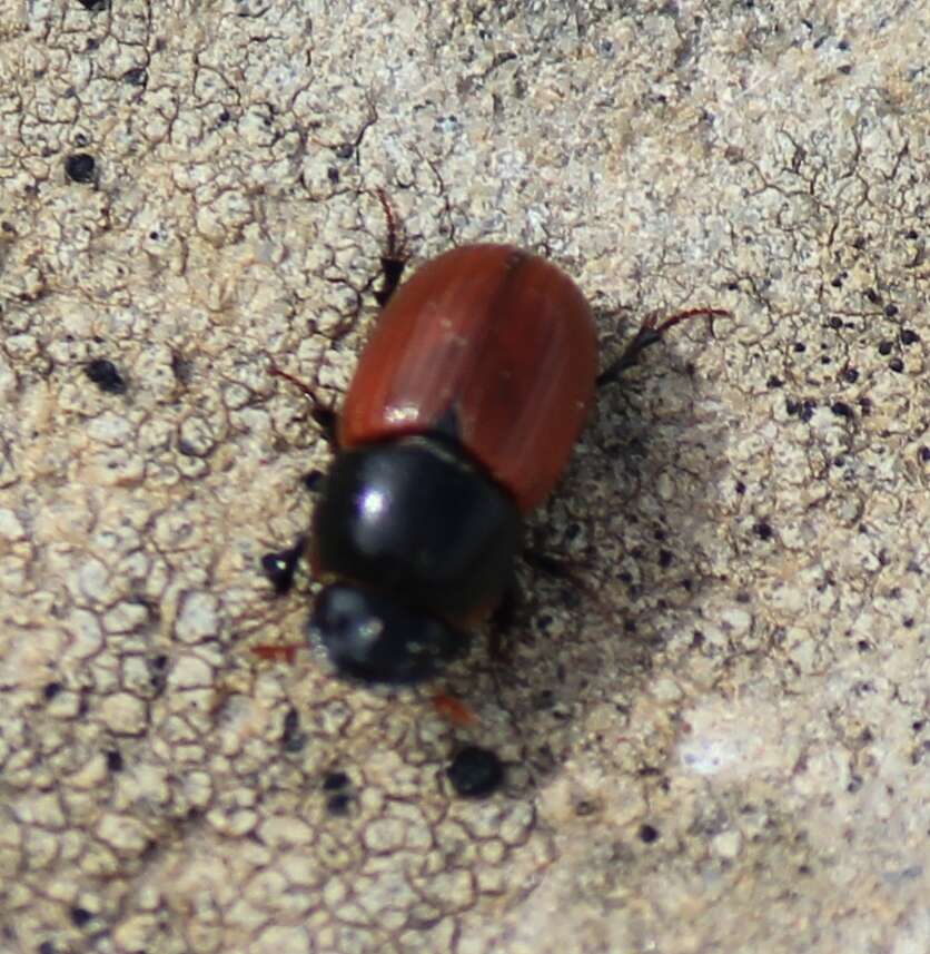 Plancia ëd Aphodius fimetarius (Linnaeus 1758)