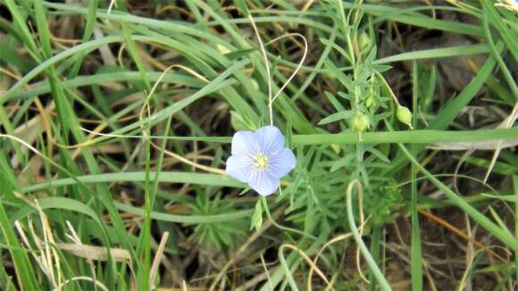 Image of meadow flax