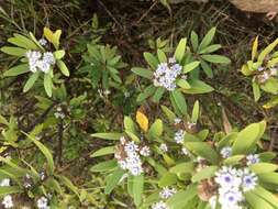 Image of Globularia salicina Lam.