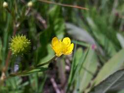 Image de Ranunculus macounii Britton