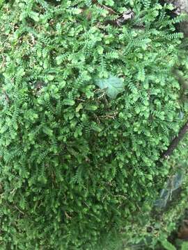 Selaginella mittenii Bak.的圖片