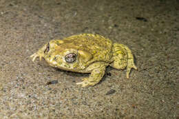 Image of Arroyo toad