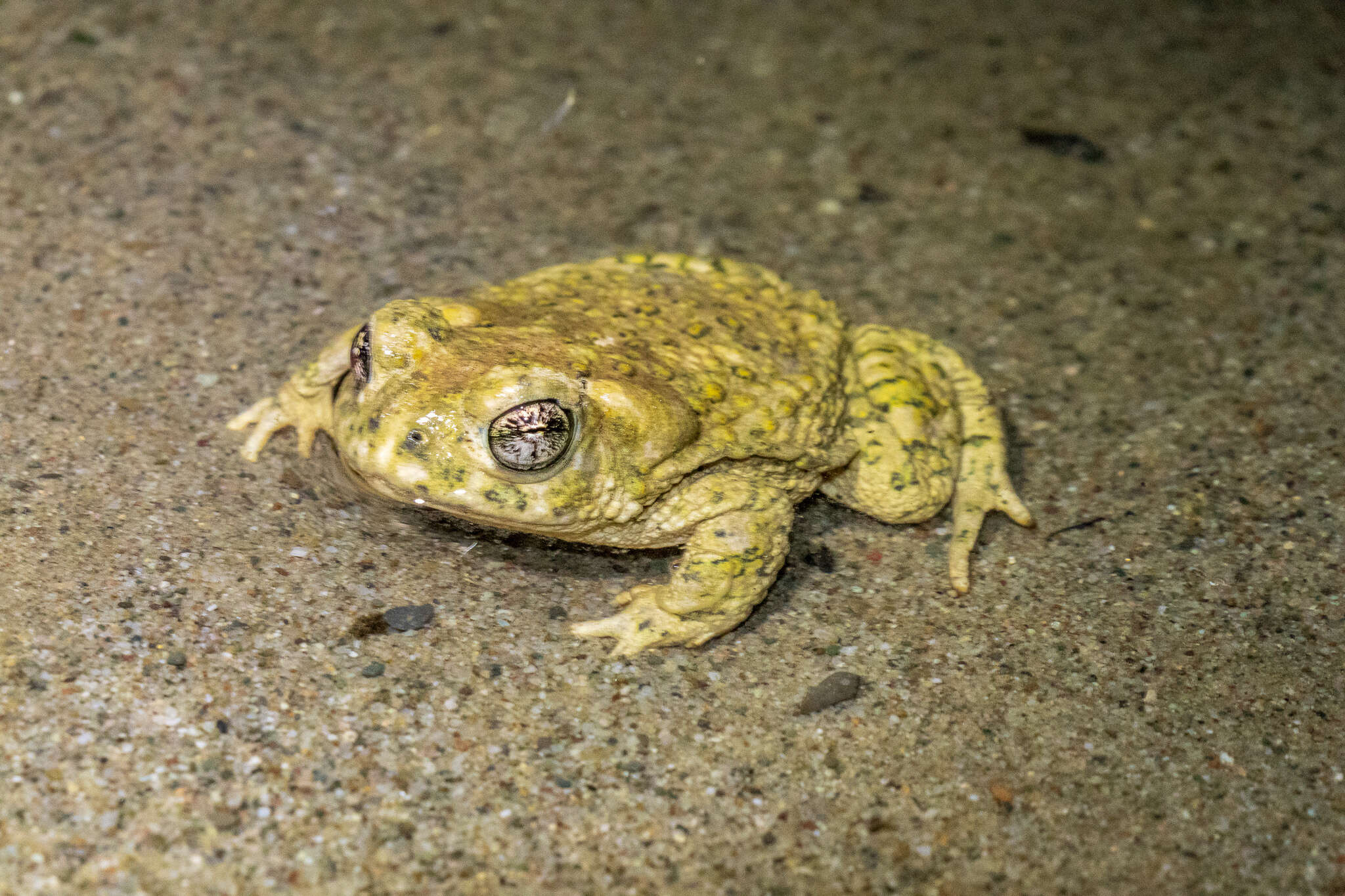 Image of Arroyo toad