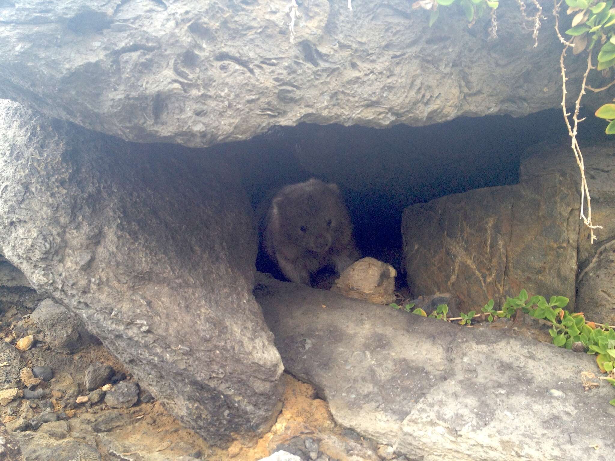 Image of Bare-nosed Wombats