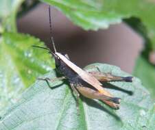 Image of Silvitettix biolleyi (Bruner & L. 1904)