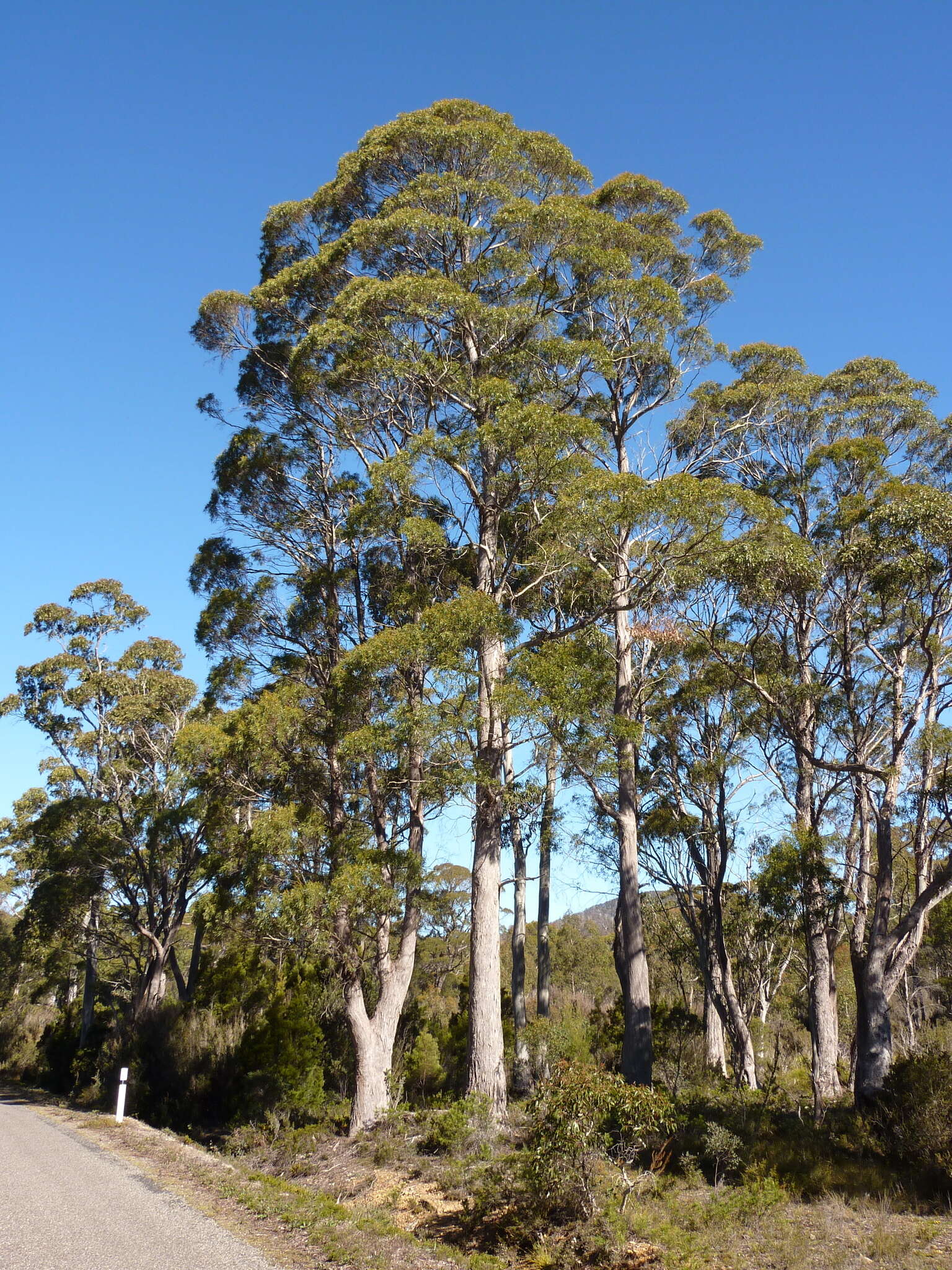 Image of Eucalyptus rodwayi R. T. Baker & H. G. Smith