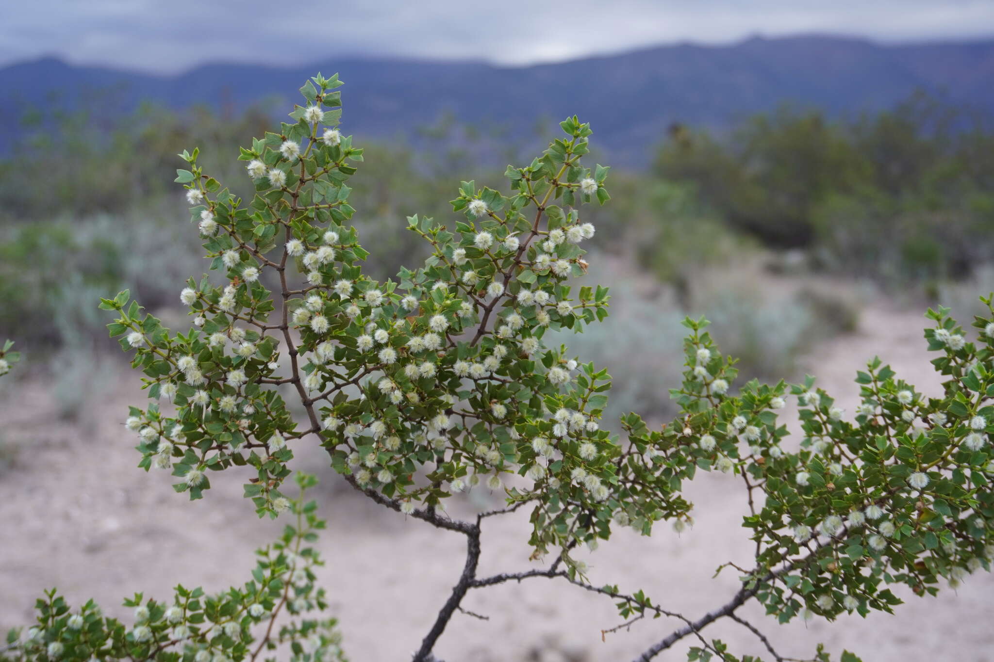 Image de Larrea cuneifolia Cav.