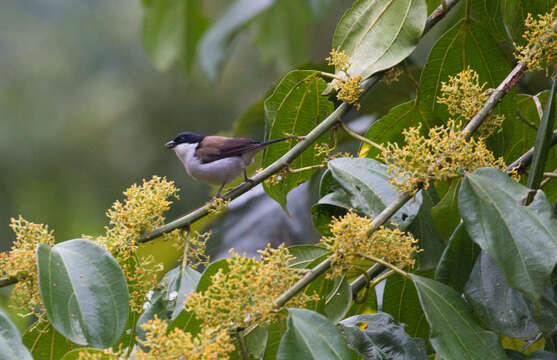 Слика од Nigrita fusconotus Fraser 1843