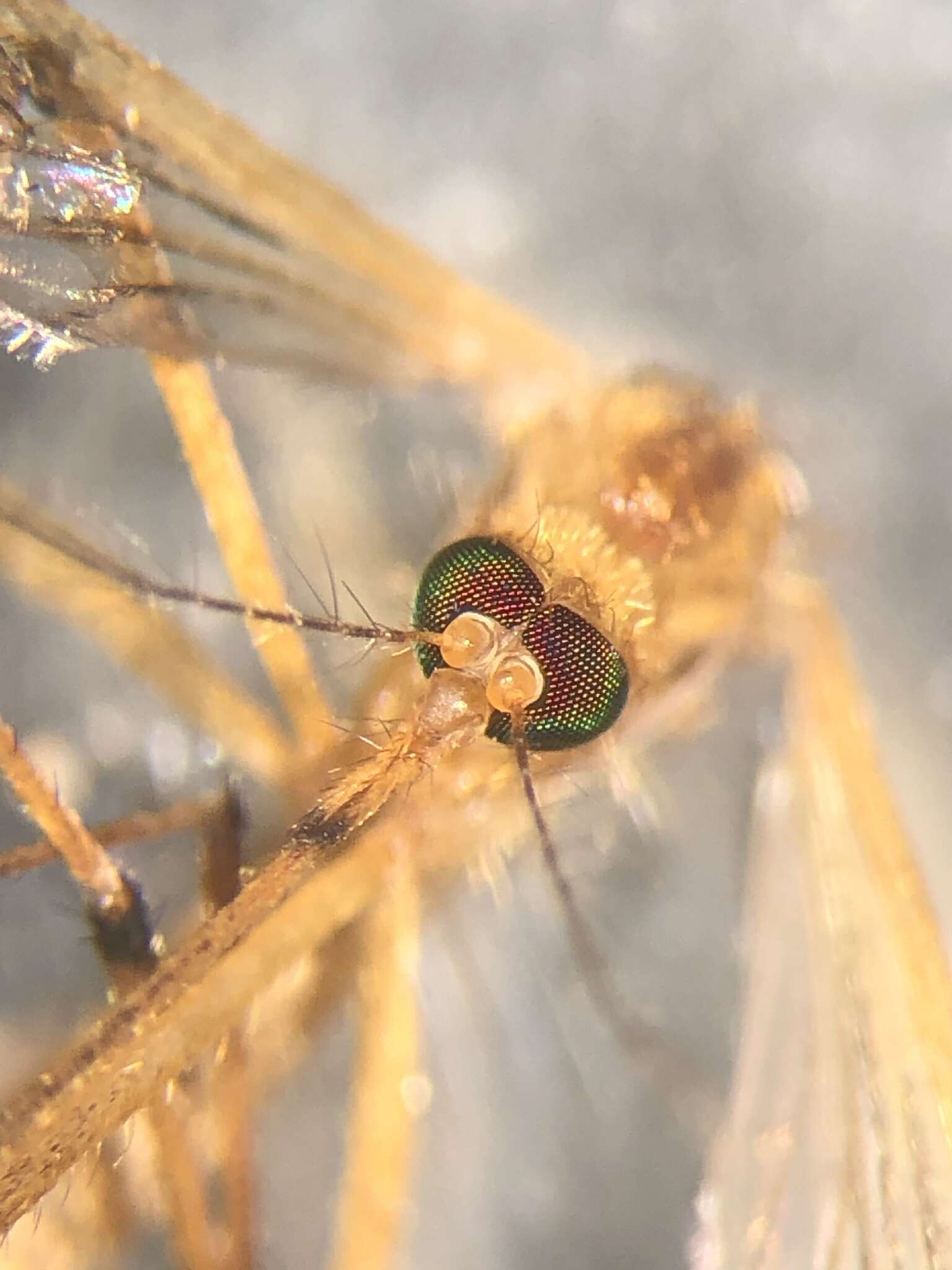 Imagem de <i>Aedes fulvus pallens</i> Ross