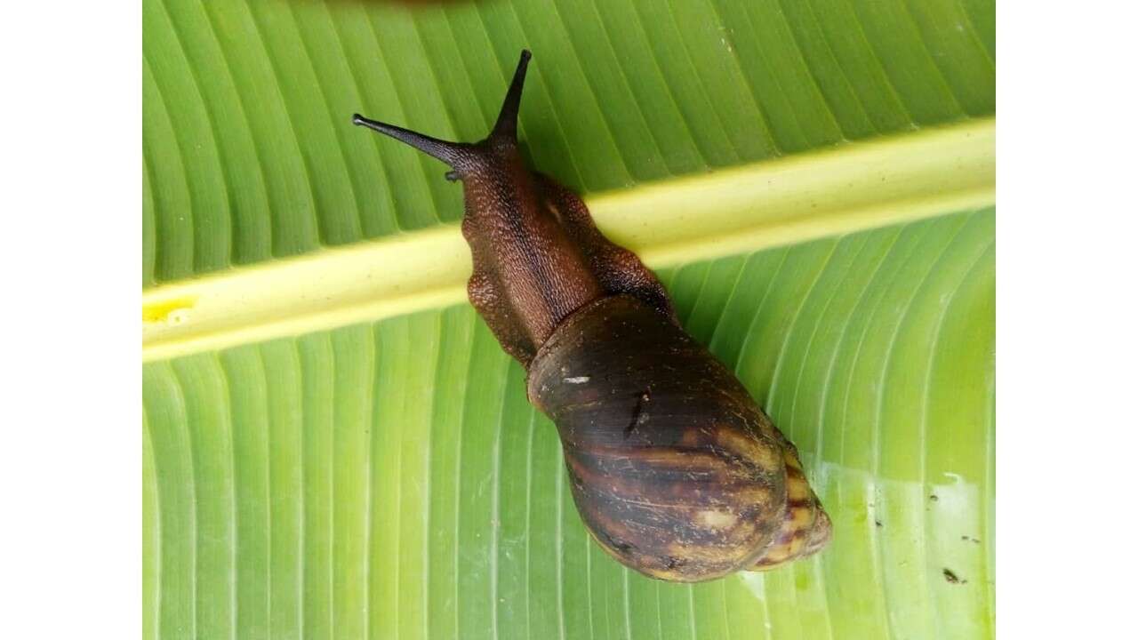 Image de Archachatina marginata (Swainson 1821)