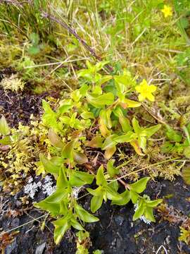 Image of Lysimachia azorica Hornem. ex Hook.