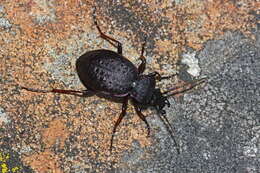 Image of Carabus (Diocarabus) loschnikovii Fischer von Waldheim 1823