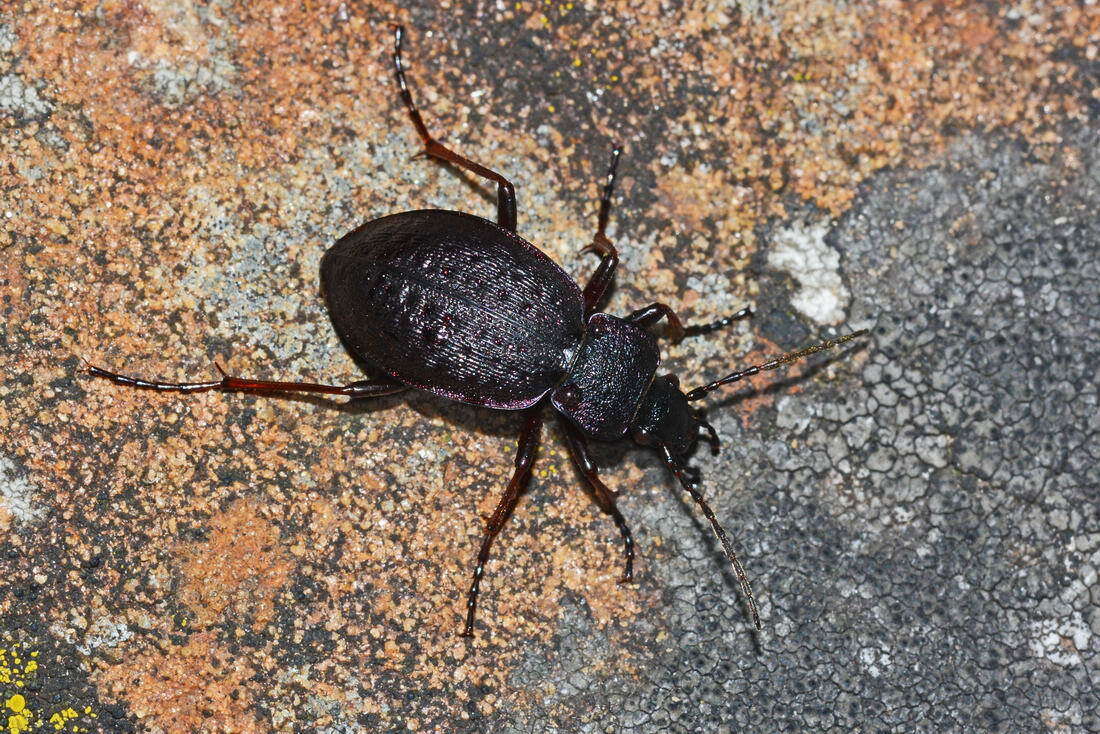 Image of Carabus (Diocarabus) loschnikovii Fischer von Waldheim 1823