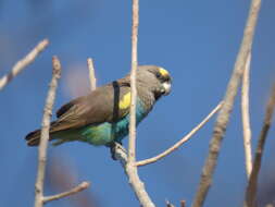 Image of South African Brown Parrot