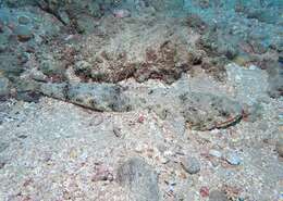 Image of Orangemouth lizardfish