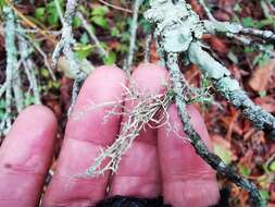 Image of Peruvian cartilage lichen