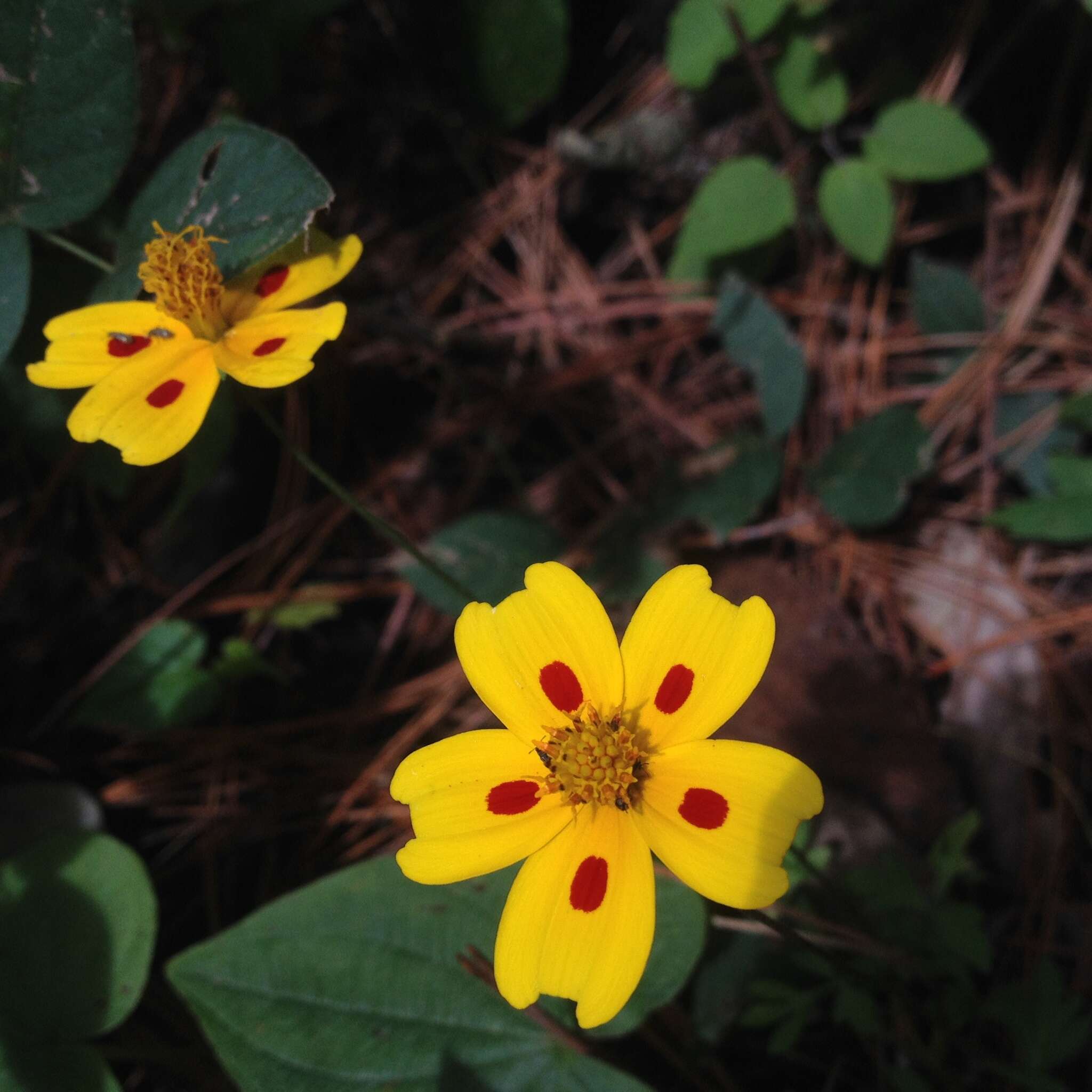 Imagem de Bidens ocellatus (Greenm.) T. E. Melchert