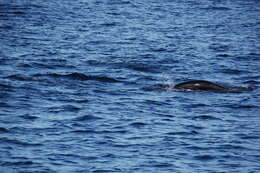 Image of Right whale dolphin