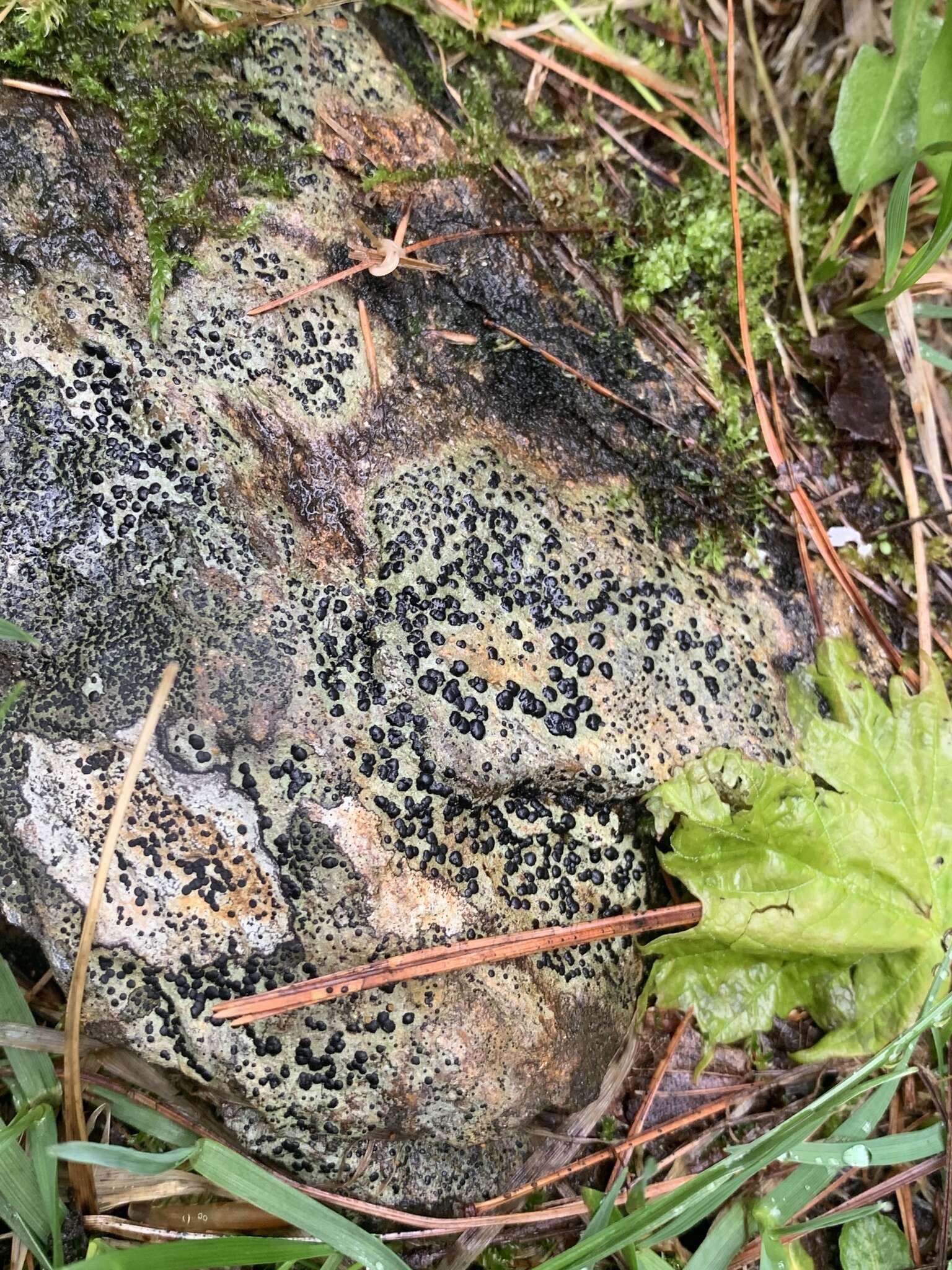 Sivun Porpidia macrocarpa (DC.) Hertel & A. J. Schwab kuva