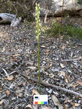 Image of Christmas leek orchid