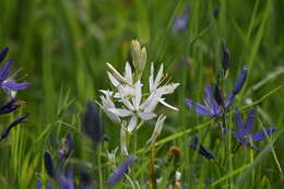 Image de Camassia leichtlinii subsp. suksdorfii (Greenm.) Gould