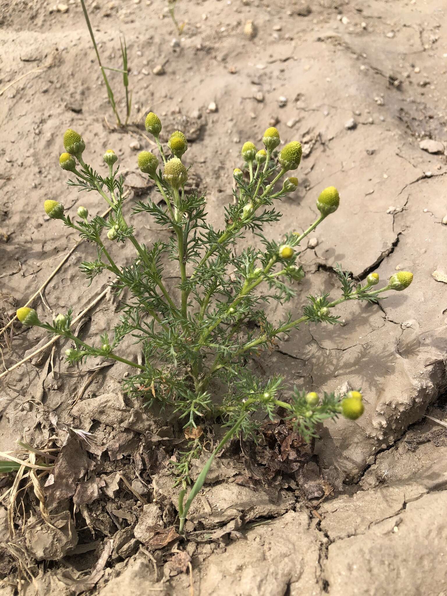 Imagem de Matricaria occidentalis Greene