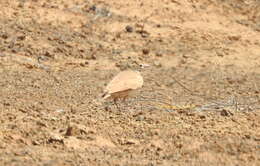 Image of Ammomanes cinctura cinctura (Gould 1839)