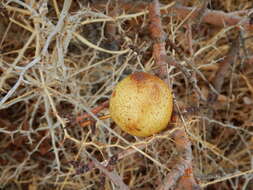 Plancia ëd Pyrus bourgaeana Decne