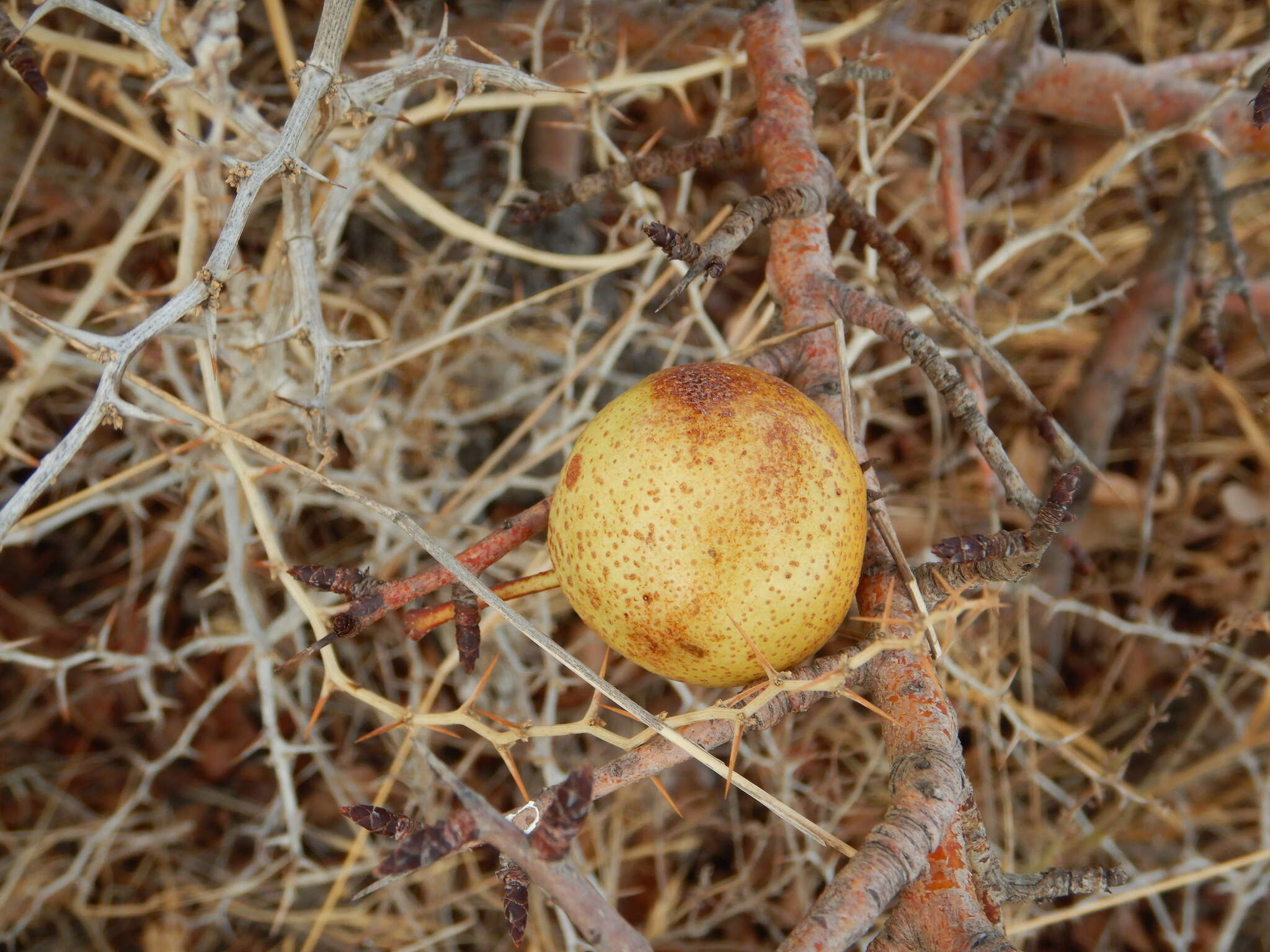 Plancia ëd Pyrus bourgaeana Decne