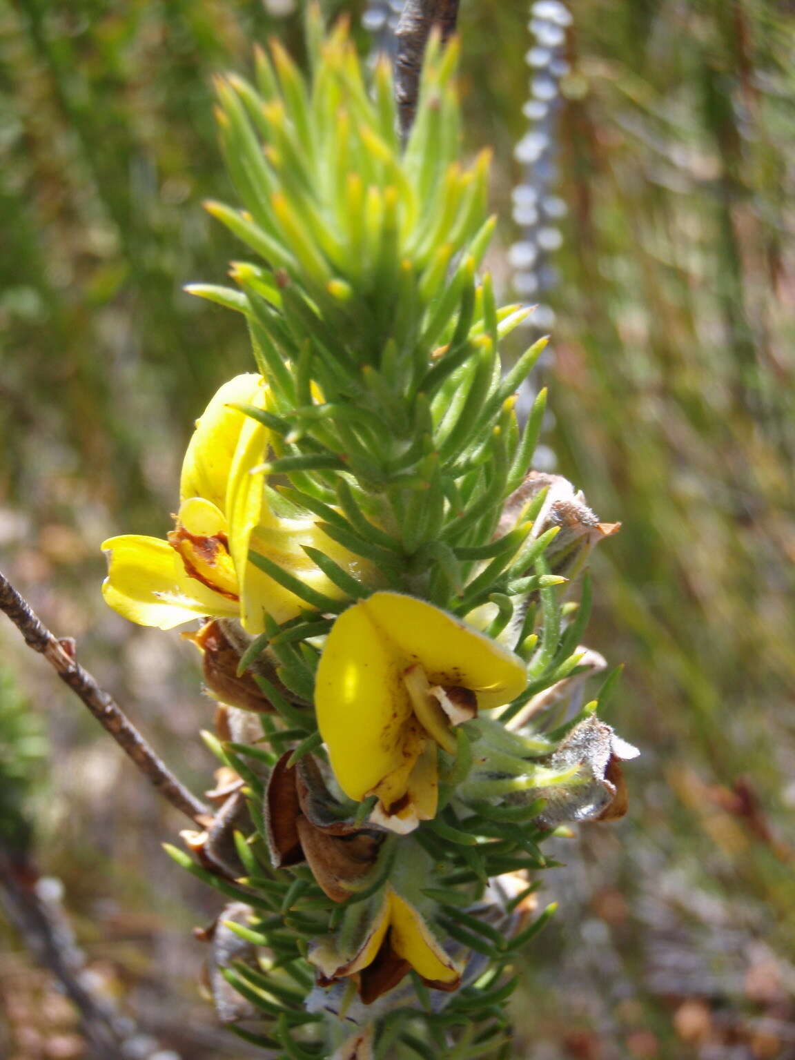 Plancia ëd Aspalathus acanthes Eckl. & Zeyh.