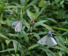 Image of Pieris dulcinea (Butler 1882)