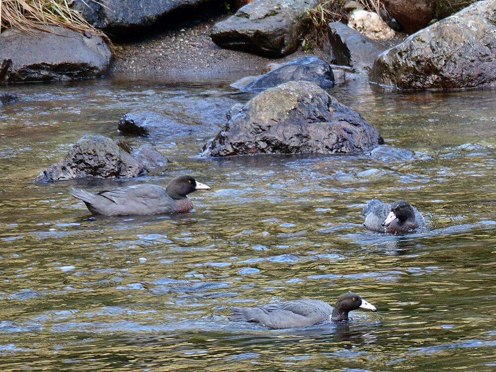 Image of Blue Duck