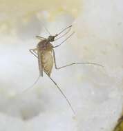 Image of Floodwater Mosquito