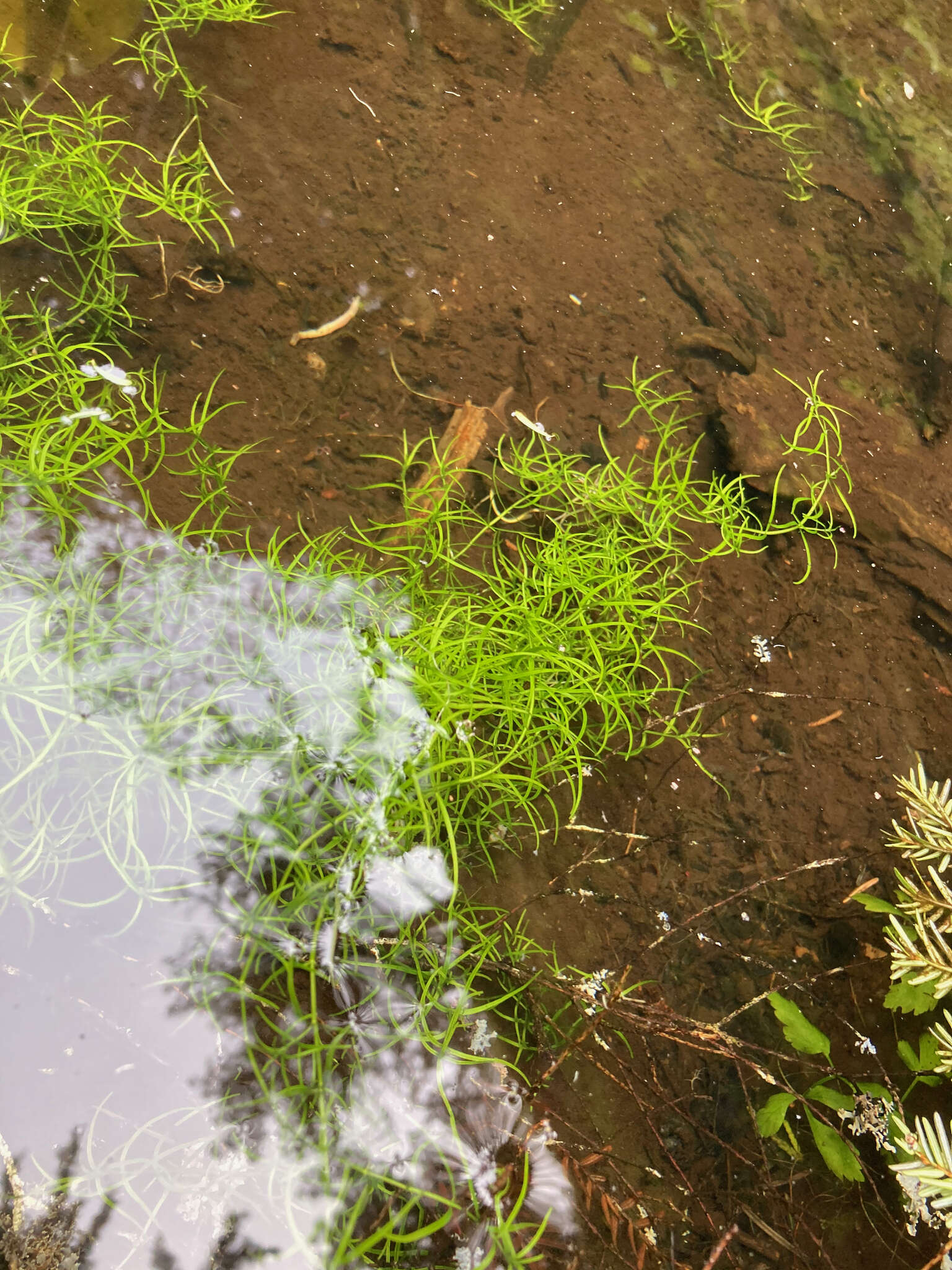 Image of Autumnal Water-starwort