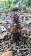 Image of Aphyllon cooperi subsp. palmeri (Munz) A. C. Schneid.