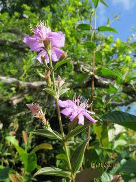 Imagem de Pleroma tibouchinum (Desr.) Triana