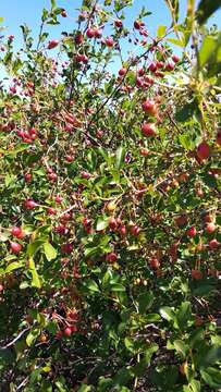 Imagem de Prunus fruticosa Pall.