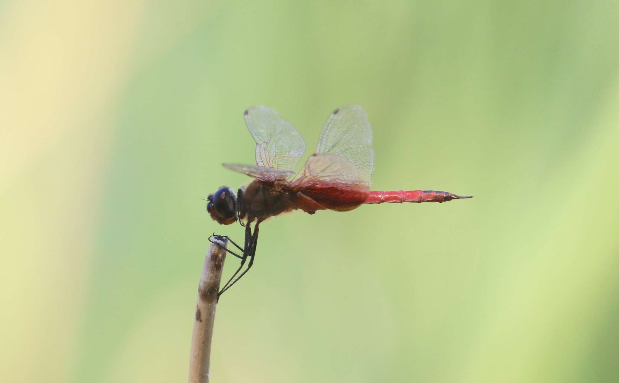 Tramea insularis Hagen 1861 resmi