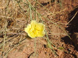 Image of Desert Broom