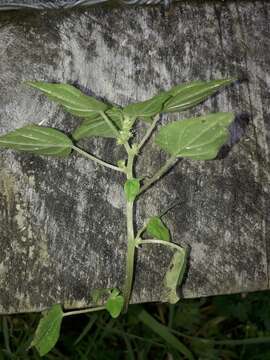 Image of small-flower pellitory