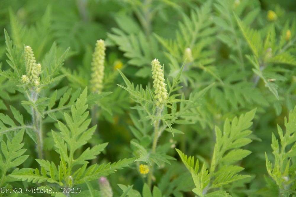 Image of annual ragweed