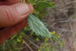 Image of Senecio microglossus DC.