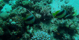 Image of Red Sea Bannerfish