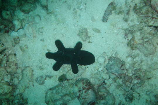 Image of Maldives sponge snail