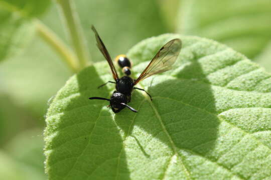 Image de Discoelius zonalis (Panzer 1801)