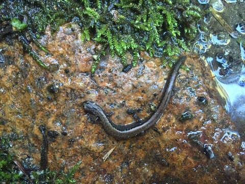 Image of Greenhorn Mountains Slender Salamander