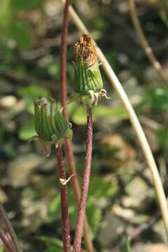 Image of Taraxacum pectinatiforme H. Lindb. fil.