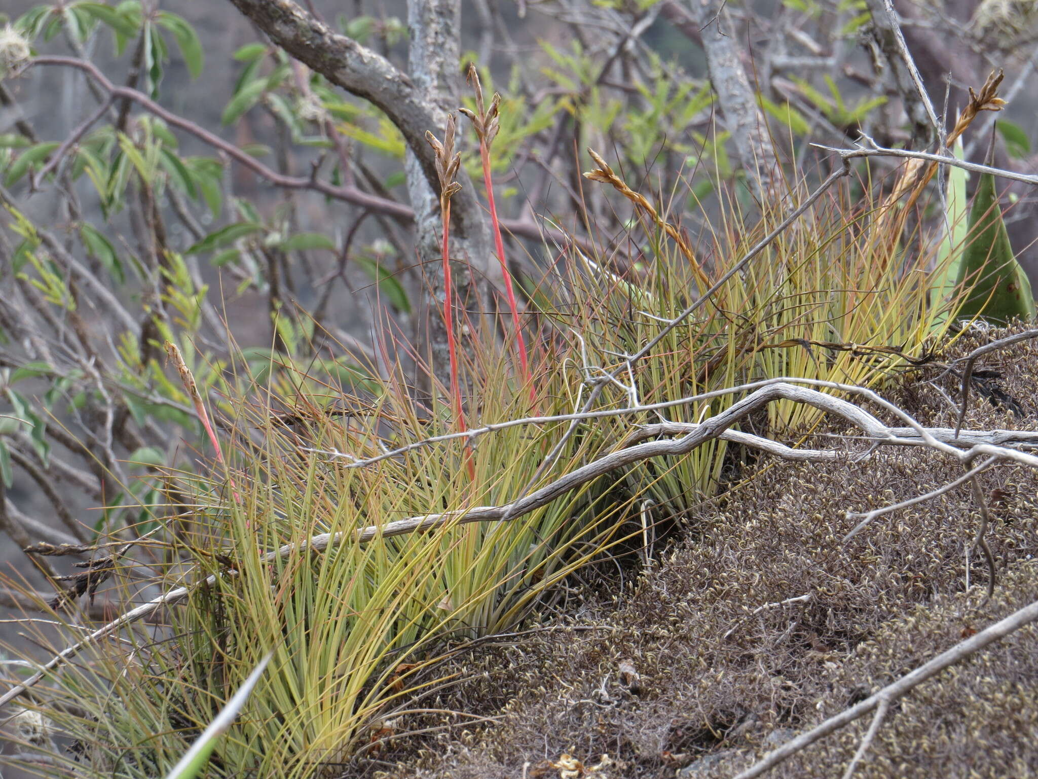 Image of Tillandsia hammeri Rauh & Ehlers